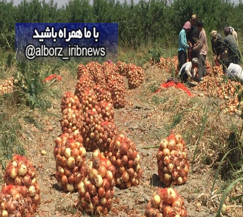 عکس خبري -رکورد برداشت پياز کشور همچنان در البرز