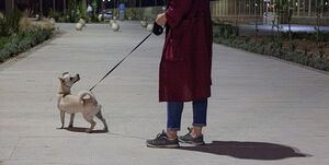 عکس خبري -جولان سگها در پارک هاي تهران در روزهاي کرونايي/مديران شهري: فقط مي توانيم تذکر دهيم