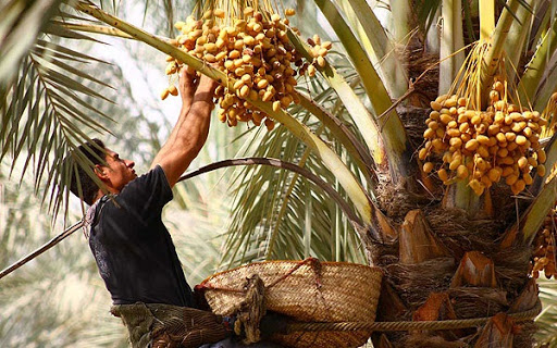 عکس خبري -کشت خرما مهمترين راه‌حل مشکل اشتغال خوزستان است