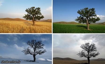 عکس خبري - تصاوير/ نمايي از يک درخت در چهار فصل