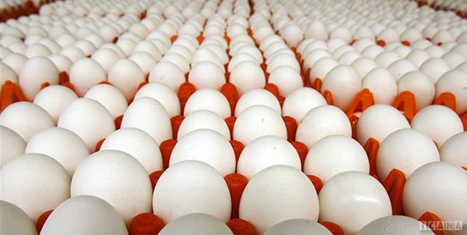عکس خبري -صادرات بي رويه، تخم‌مرغ را گران کرد/ مجوز صادرات در اختيار افراد خاص