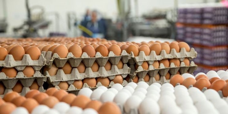 عکس خبري -آغاز توزيع تخم مرغ با نرخ مصوب در کشور