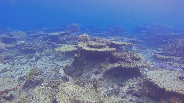 عکس خبري -نيمي از ديواره بزرگ مرجاني استراليا نابود شده است