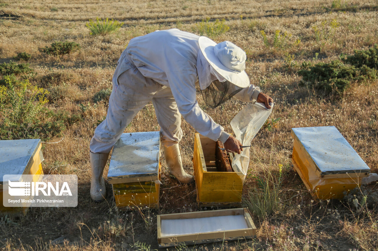 عکس خبري -آموزش فني و حرفه‌اي پرورش زنبور عسل در کوهرنگ اجرا مي‌شود