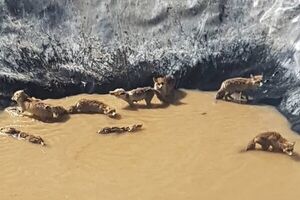 عکس خبري -نجات ?? قلاده روباه گرفتار در منبع ذخيره آب کشاورزي