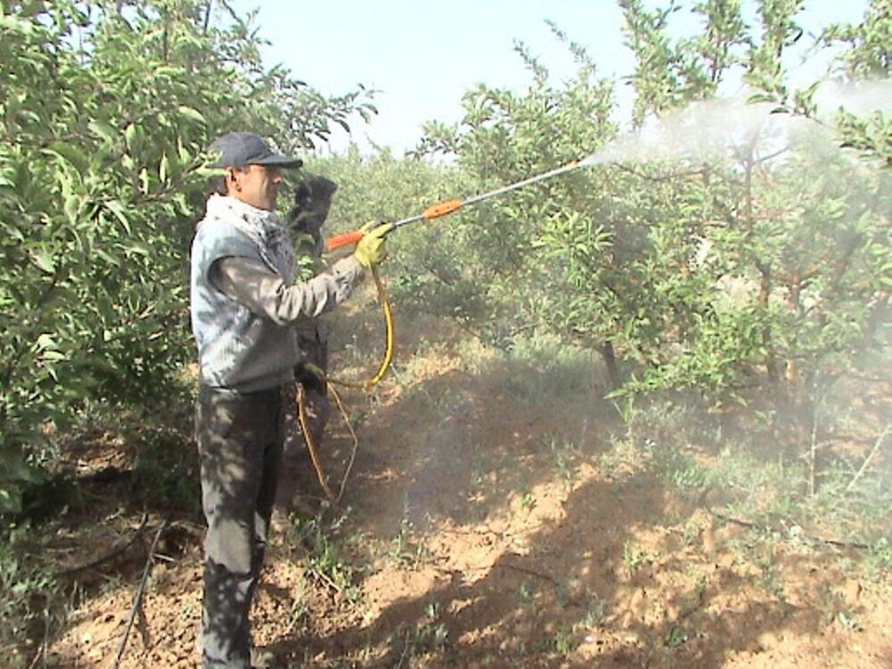 عکس خبري -تغييرات اقليمي مبارزه با آفات باغي در مازندران را جلو انداخت