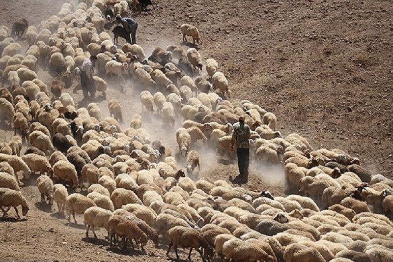 عکس خبري -يک‌هزار راس دام قاچاق در مرز سردشت مهار شد