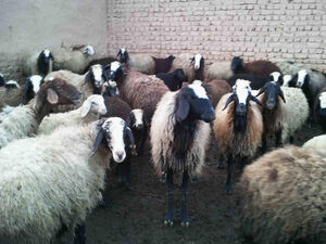 عکس خبري -گوسفندان را به بورس ببريد!