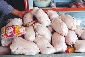 عکس خبري -توزيع روزانه ??? تن گوشت مرغ منجمد و گرم