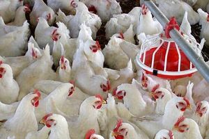 عکس خبري - وزير کشاورزي: مرغ هست، ????? هم است!
