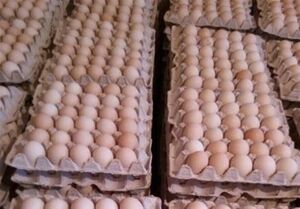 عکس خبري -تخم‌مرغ رسماً گران شد