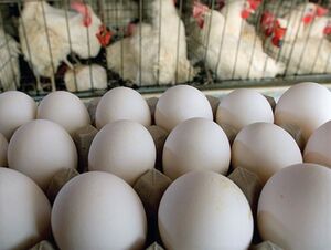 عکس خبري -آغاز توزيع تخم‌مرغ با قيمت مصوب در تهران