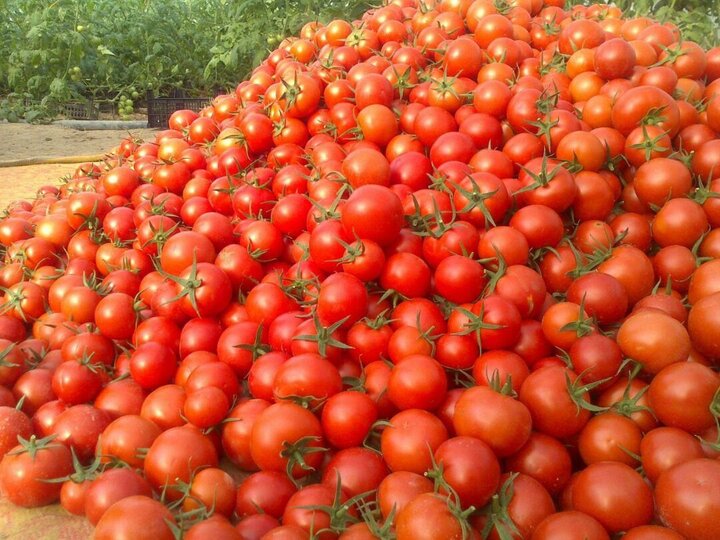 عکس خبري -پرداخت يارانه گوجه فرنگي به کشاورزان استان همدان