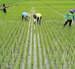 عکس خبري -آزادسازي کشت برنج به‌نفع کيست؟