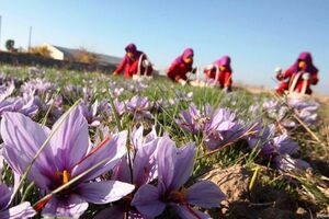 عکس خبري -صادرات زعفران ??? ميليون دلار شد