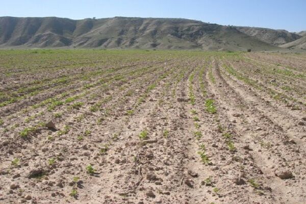 كمبود بارندگي و گرمازدگي سبب خسارت ?? درصدي به مزارع گندم در لرستان شد