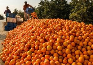 عکس خبري -?? ميليون کيلو پرتقال با تدبير گنديد!
