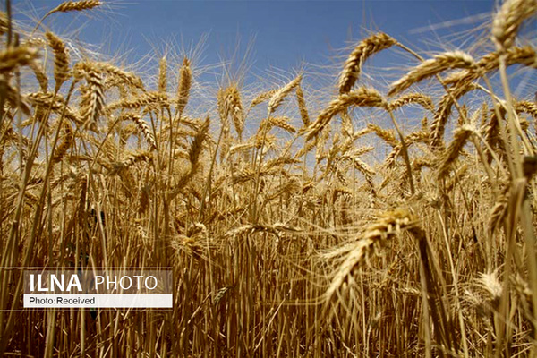 کشاورزان بخشي از گندم را تحويل دولت نمي‌دهند/ پرداخت مطالبات گندمکاران در يک هفته