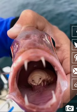 تصويري عجيب از شپش زبان خور در دهان يک ماهي