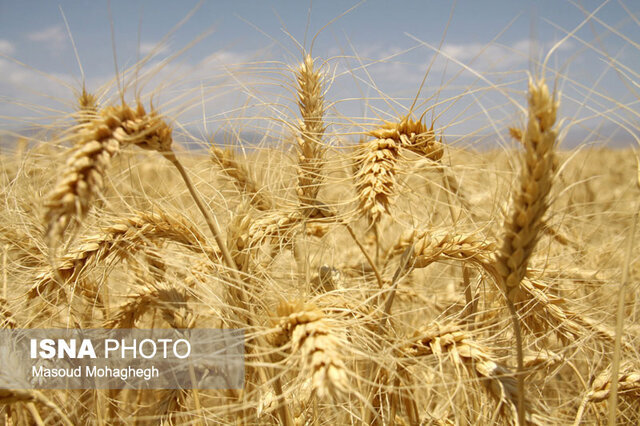 احتمال سير نزولي توليد گندم در چهارمحال و بختياري