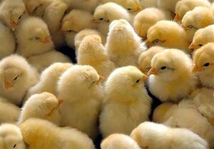 عکس خبري -نيازي به واردات جوجه نداريم/ هشدار درباره التهاب مجدد قيمت مرغ در بازار
