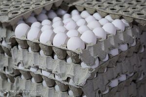 عکس خبري -قيمت واقعي هر شانه تخم مرغ ??هزار تومان است