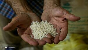 عکس خبري -واردات، ترمز گراني برنج ايراني را کشيد