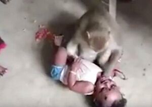 عکس خبري -ميمونها يک نوزاد را ربوده و در آب غرق کردند