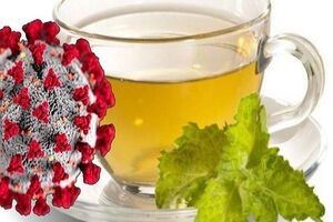 عکس خبري -چاي سبز در مقابله با کوويد ?? موثر است